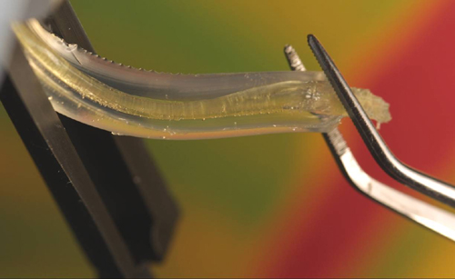 Fibers in Gel Packing